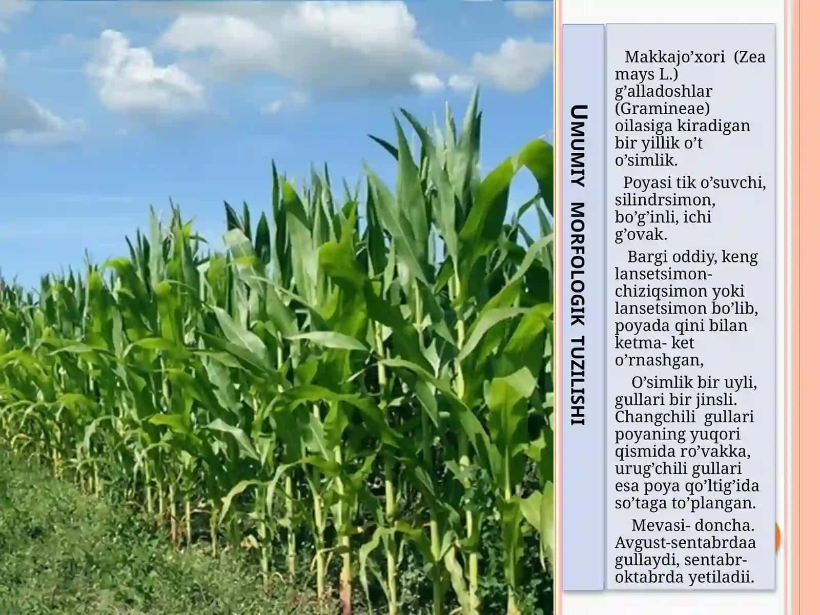 Dorivor o’simliklarni yetishtirish agrotexnologiyasi amaliyotidan prezentatsiyasi 2