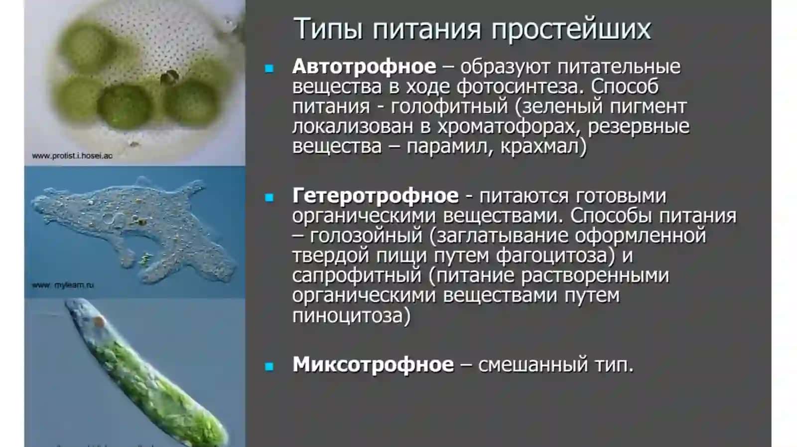 Амёбовидные ложноножки 2