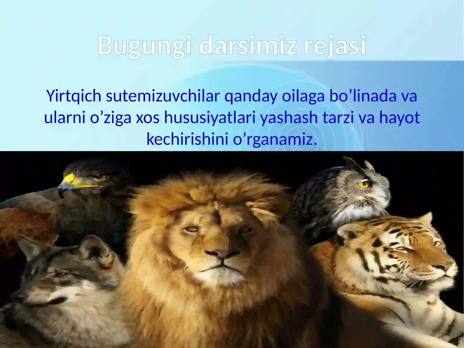 Yirtqich sutemizuvchilar turkumi7-sinflar uchun tayyorlangan 2