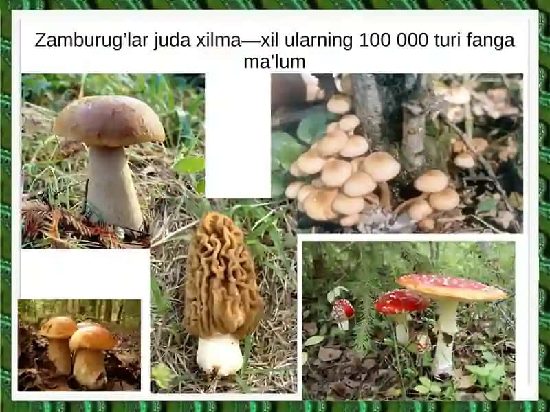 Zamburug’lar dunyosida 2