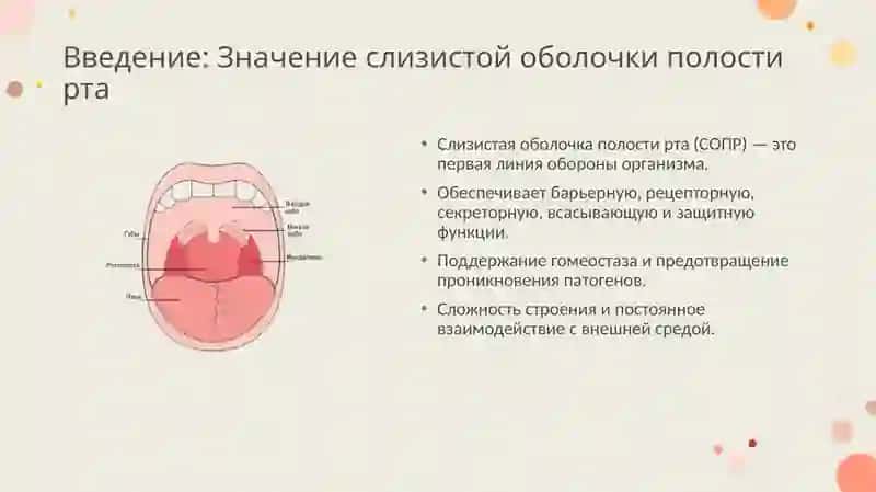 Возрастные особенности строения слизистой оболочки полости рта. Тканевые и клеточные механизмы защитной функции слизистой оболочки полости рта 2