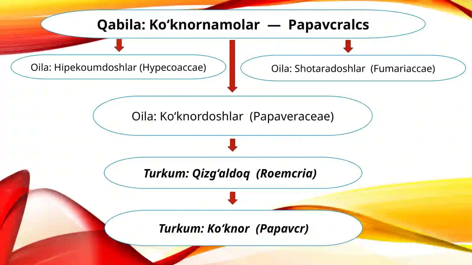 Ko‘knornamolar qabilasi 2