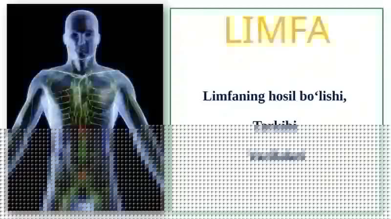 Limfa gistalogiyasi 2