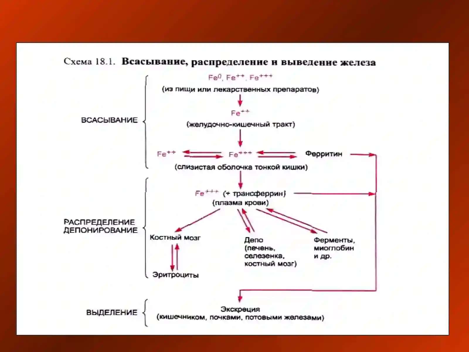 Кон системасига таъсир этувчи воситалар 2