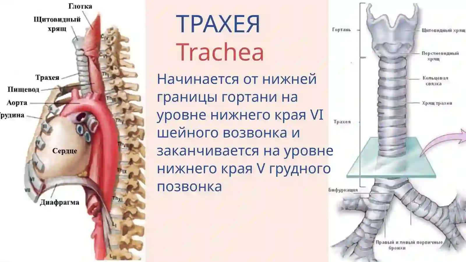 Трахея 2