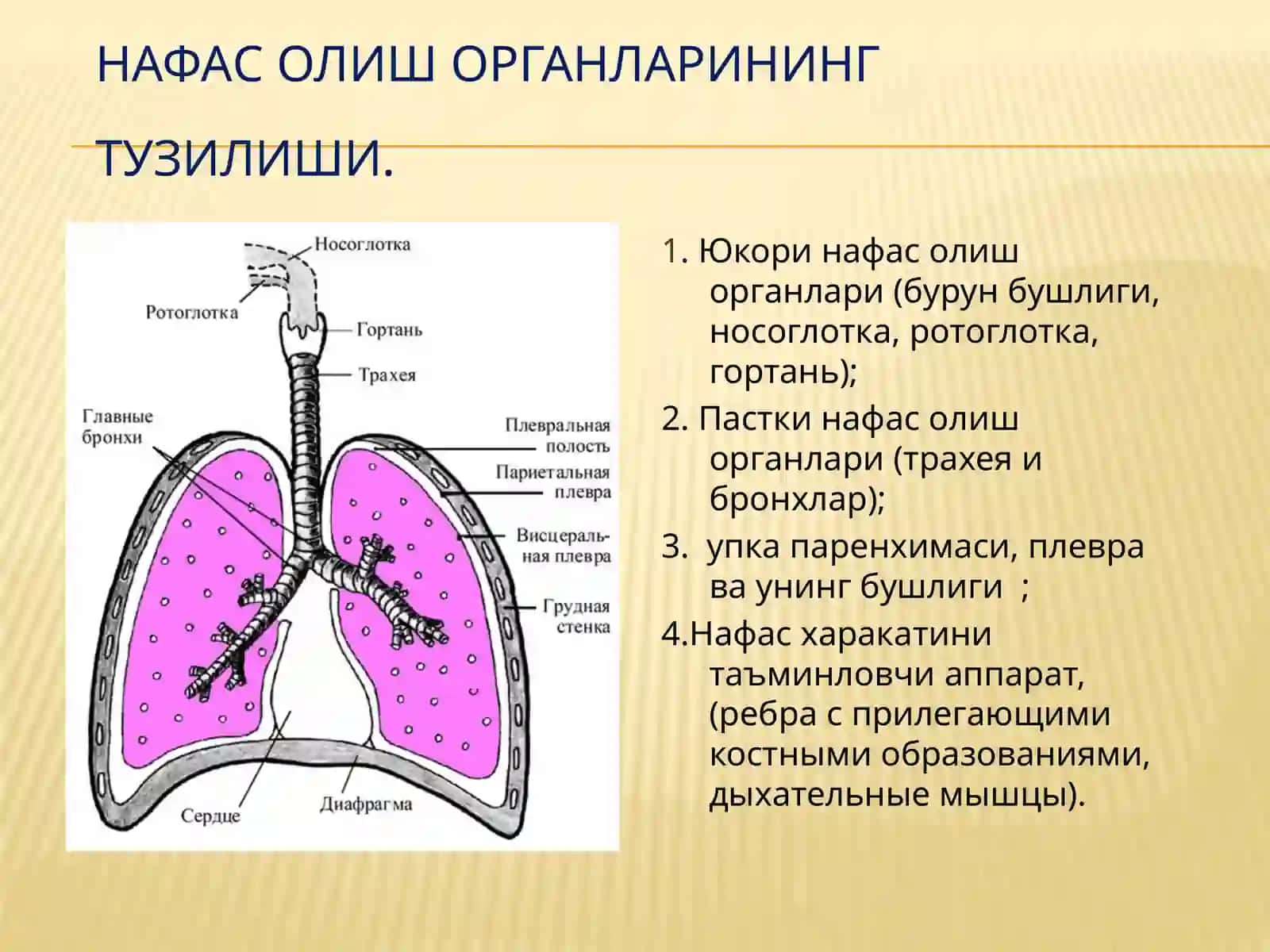 НАФАС ОЛИШ СИСТЕМАСИ ТУЗИЛИШИ ВА ФУНКЦИЯСИ 2
