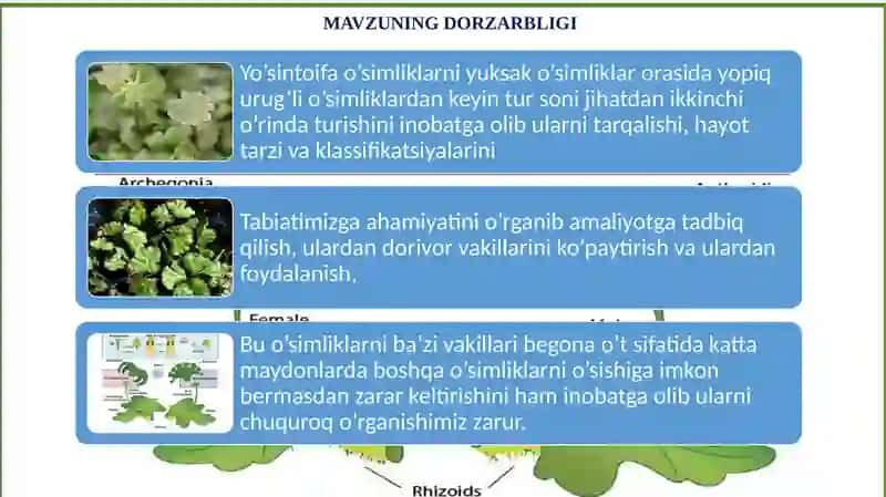YO'SINTOIFA (MOXITOIFA) (BRYOPHYTA) O'SIMLIKAR BO'LIMI 2