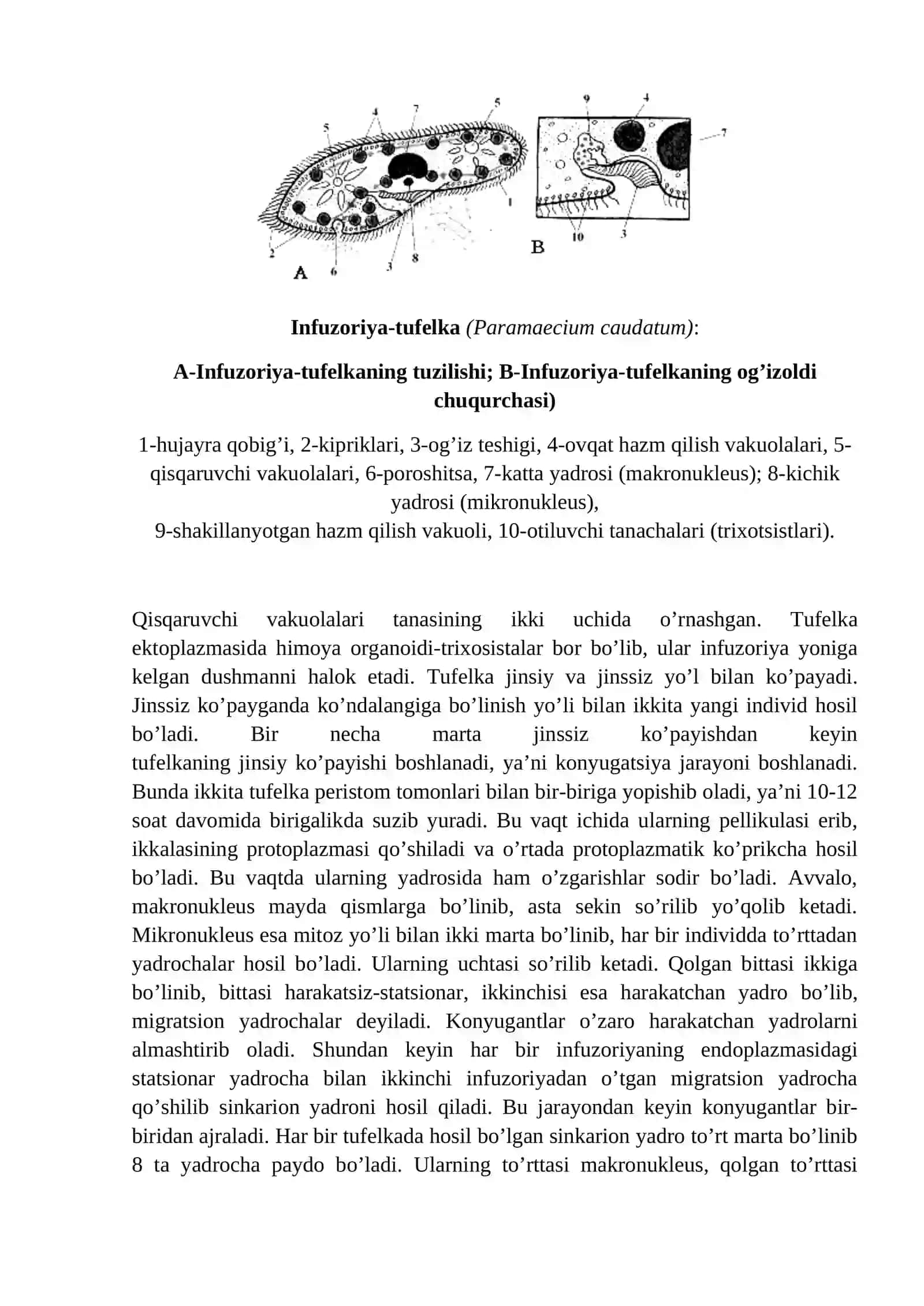 Infuzoriyalar (Infusoria) yoki Kipriklilar (Ciliophora) Kenja tipi, Kiprikli infuzoriyalar (Ciliata) sinfi vakili - Infuzoriya-Tufelka (Paramecium caudatum) ning tuzilishi va kopayishi 2