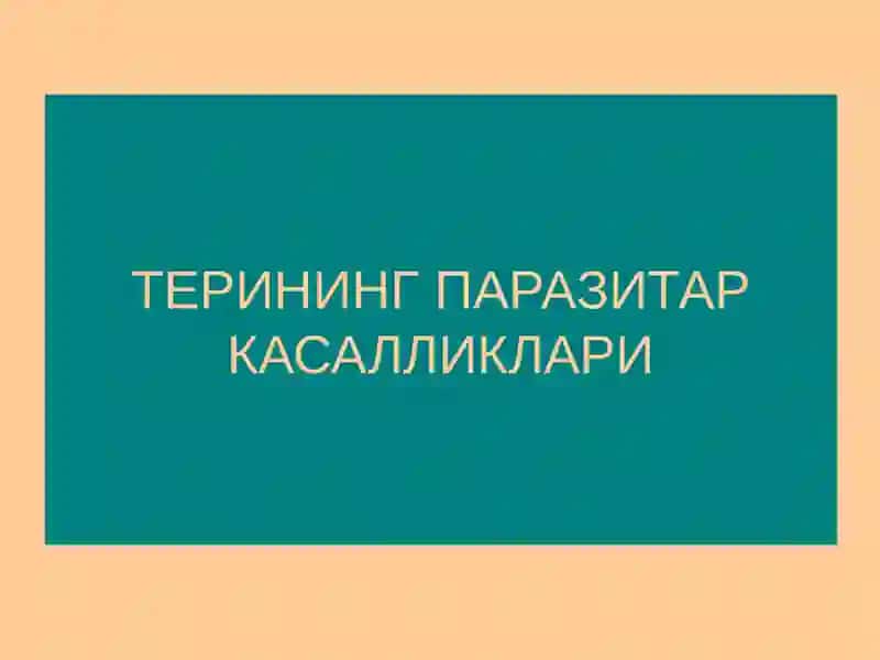 Терининг паразитар касалликлари 2
