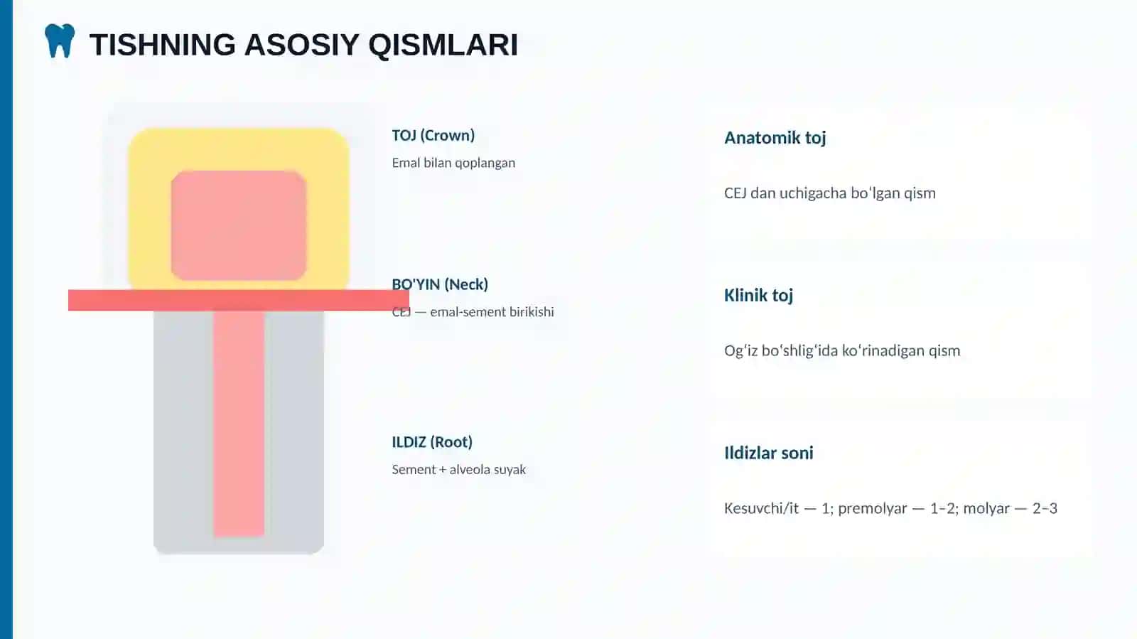 Tishlarning anatomik tuzilishi 2
