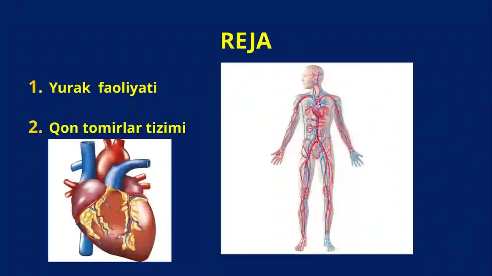 YURAK-QON TOMIRLARFIZIOLOGIYASI 2