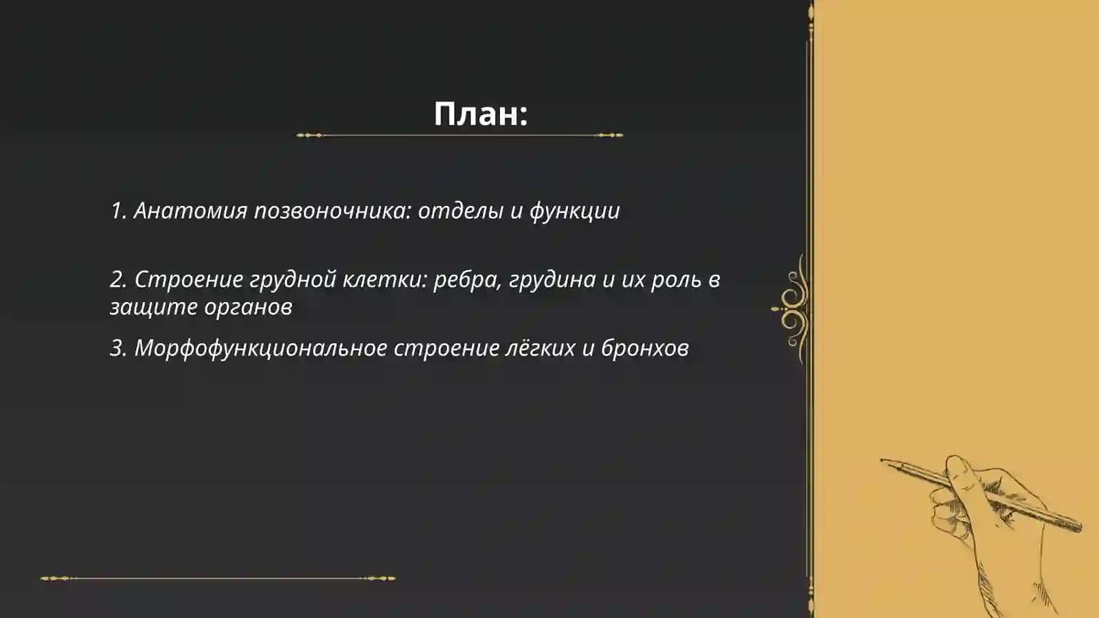 Скелет туловища 2
