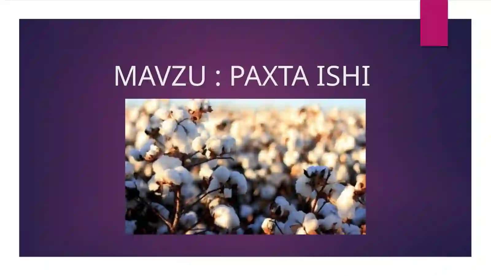 PAXTA ISHI 2