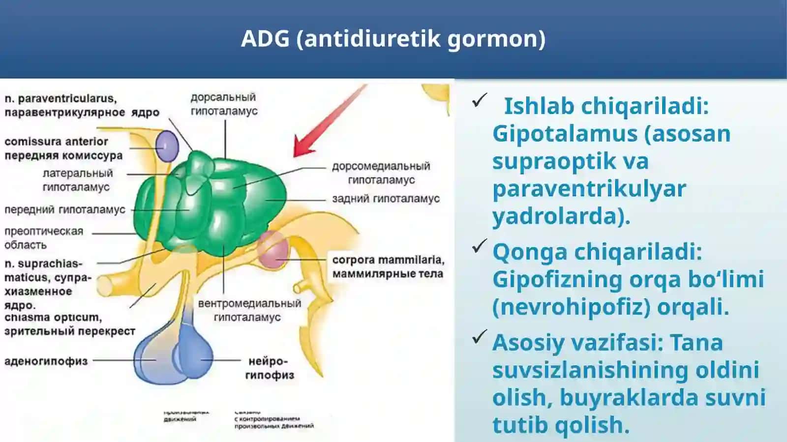 ADG hamda oksitotsion gormonlari ta’sir mexanizmi . Gipo va gipersekretsiyasi. 2