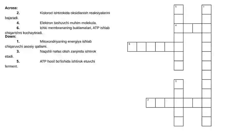 Mitokondriya Strukturalari va Faoliyati 2
