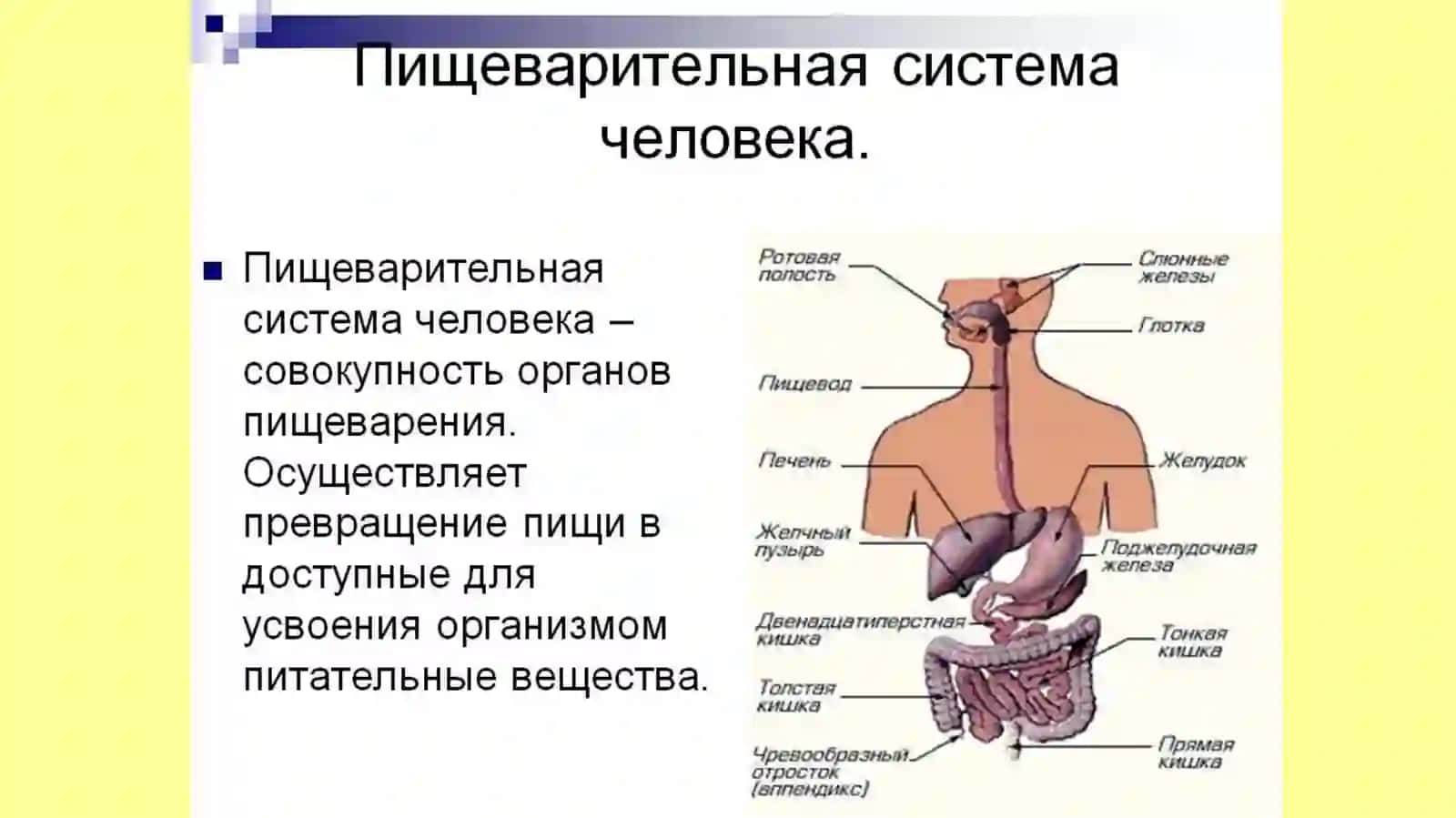 Анатомия и физиология пищеварительной системы 2