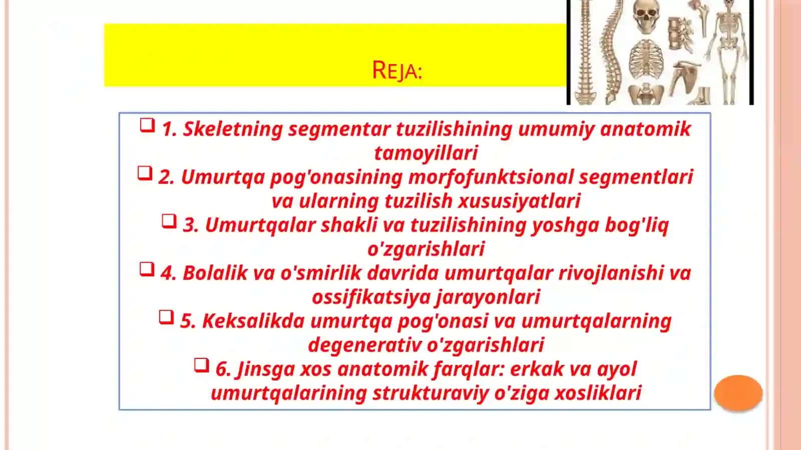 Umurtqa anatomiyasi 2