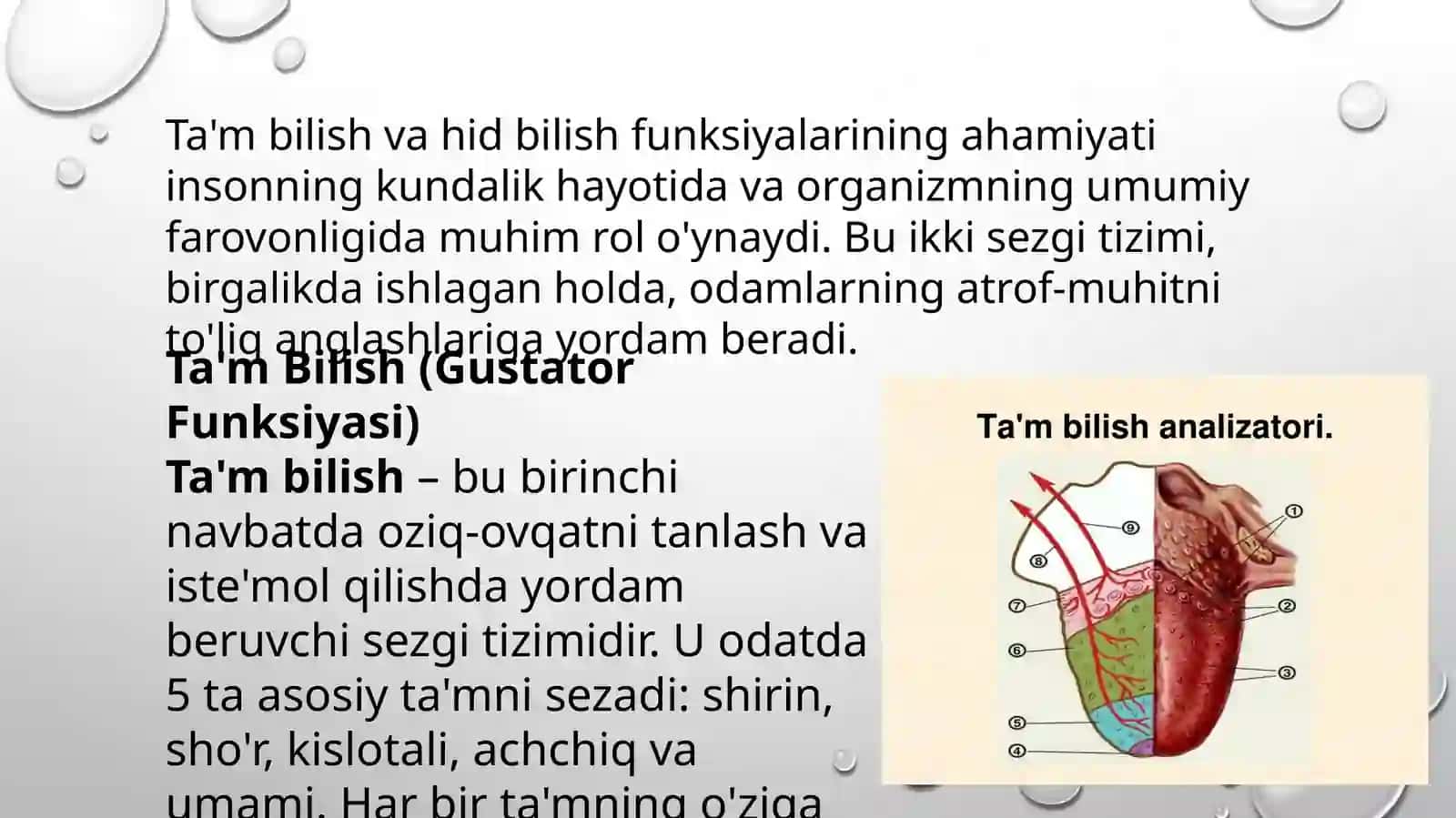 MAVZU:TA’M BILISH VA HID BILISH FUNKSIALARINING AHAMIYATI 2