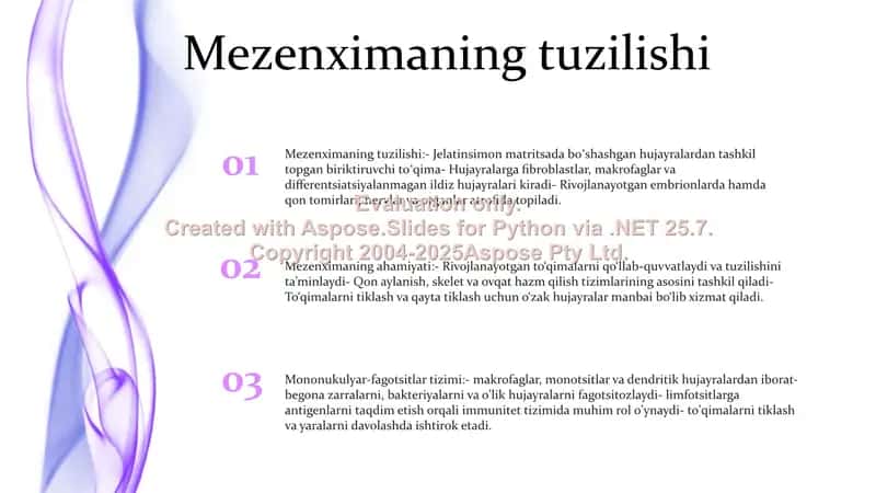 Mezenximaning Tuzilishi Va Ahamiyati. Mononuklear-Fagotsitlar Tizimi. Tarkibi Funksional Ahamiyati 2