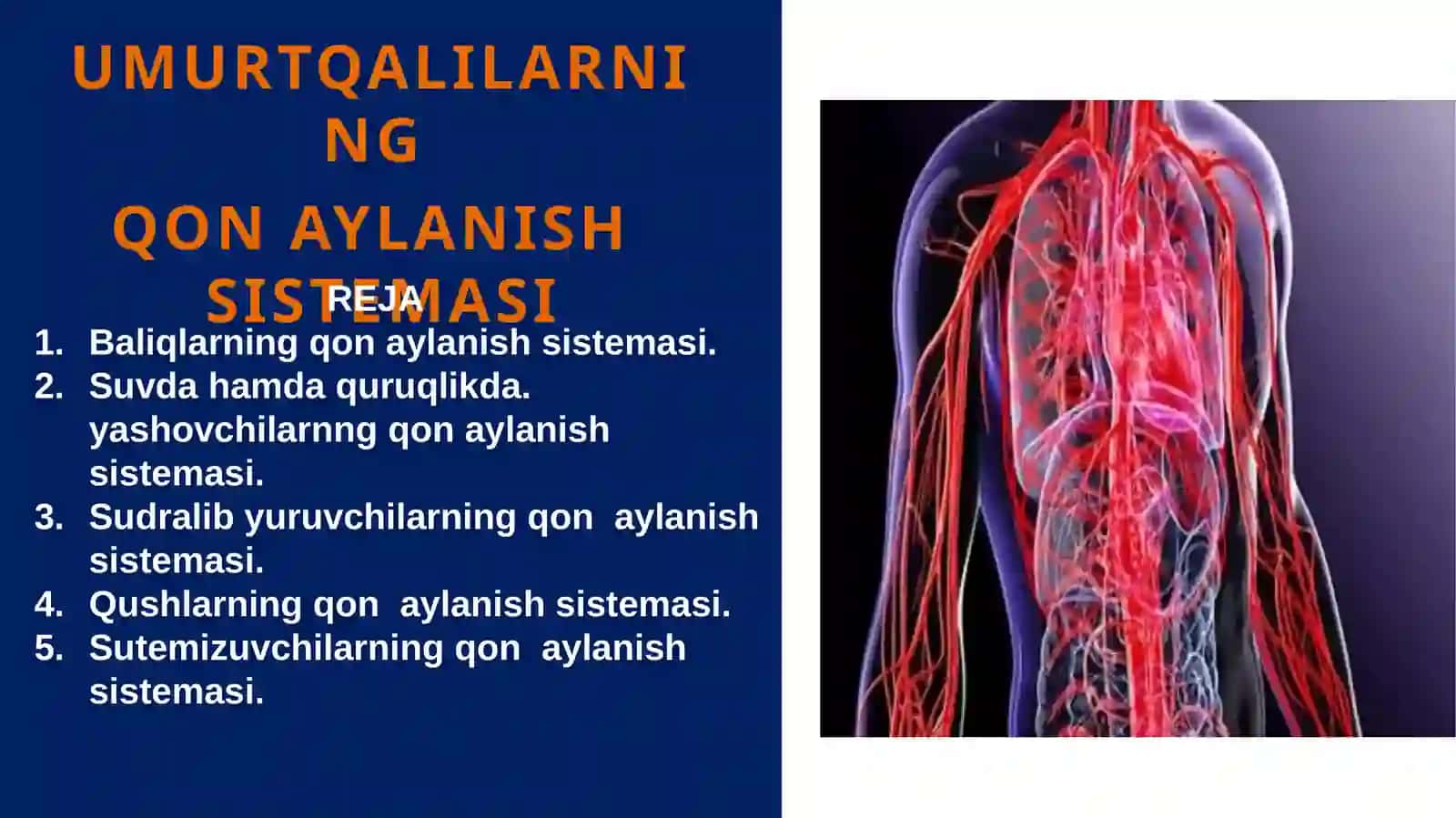 Qon aylanish sistemi 2