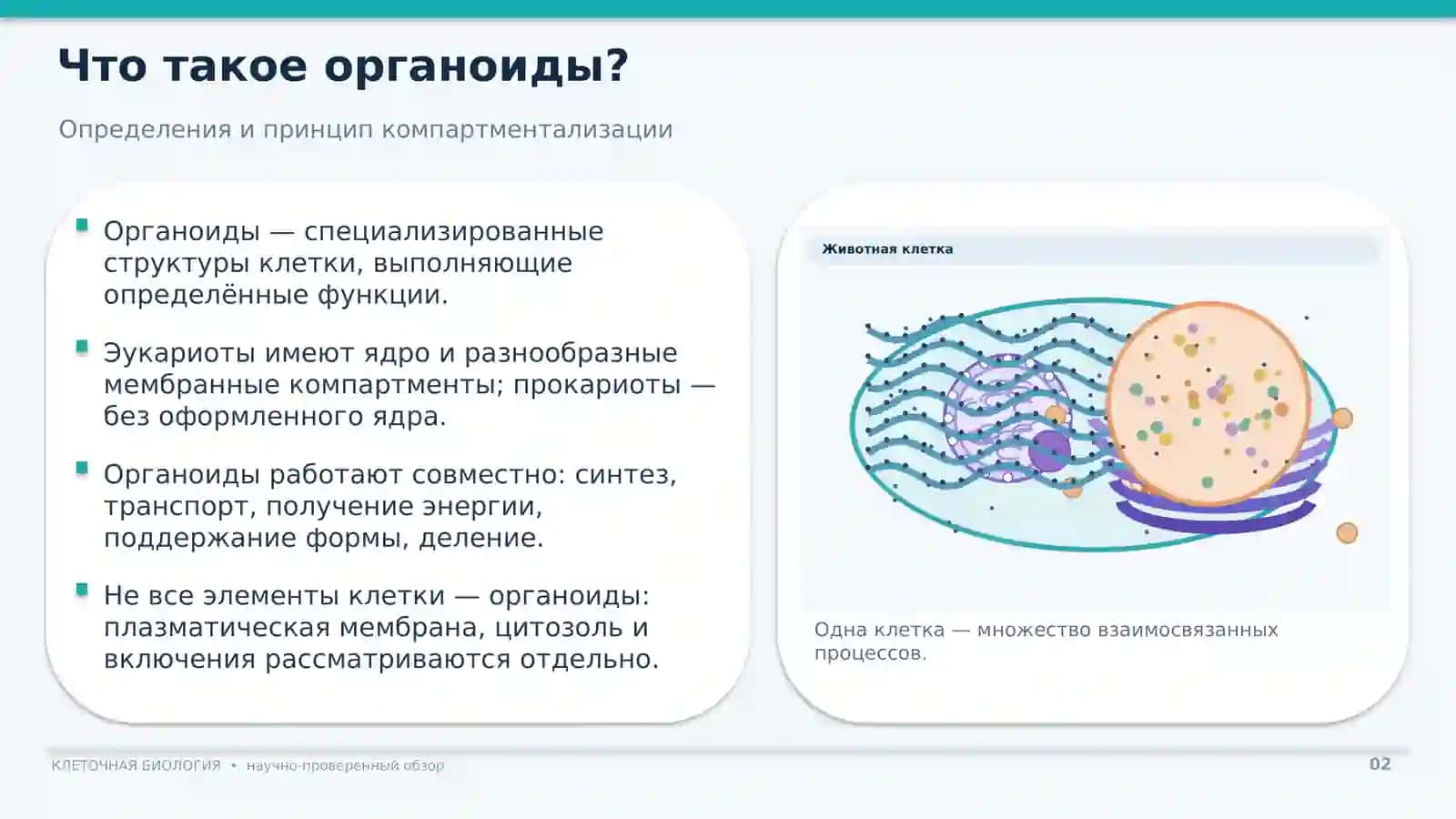 ОРГАНОИДЫ КЛЕТКИ 2