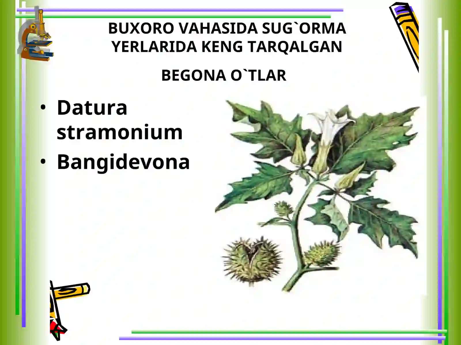 BUXORO VOHASI SUG`ORMA YERLARIDA KENG TARQALGAN BEGONA O`TLAR 2