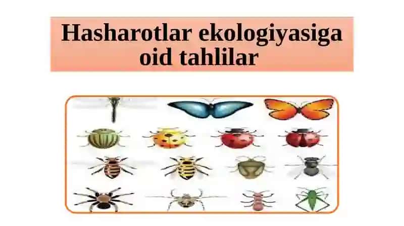 Entomologiya fanidan mustaqil ishi 2