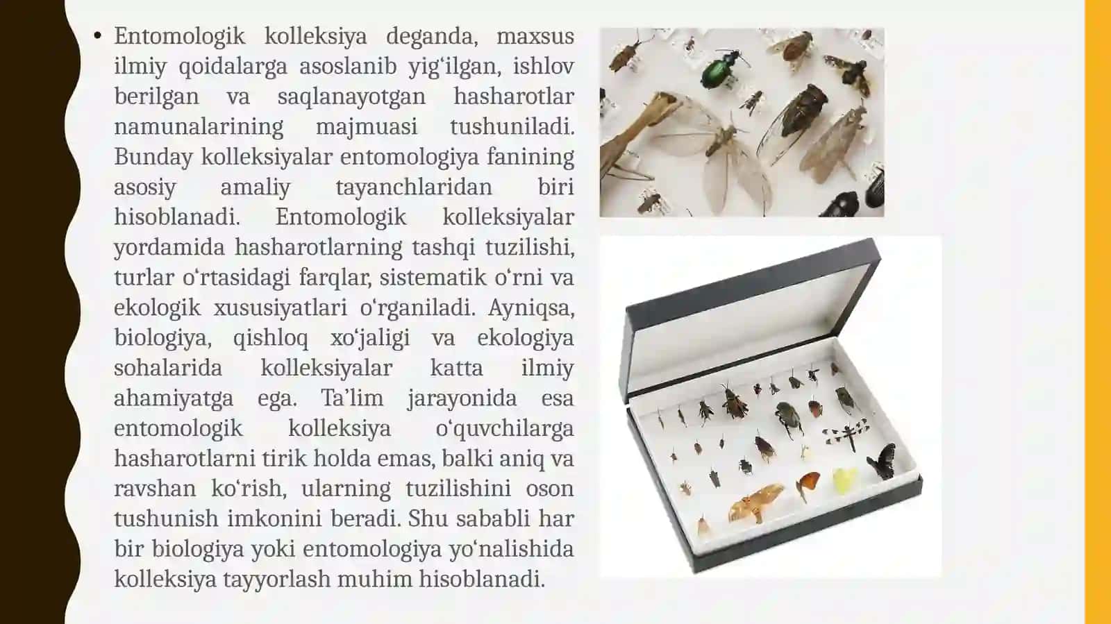 Hasharotlar namunalaridan entomologik kolleksiyalar tayyorlash 2