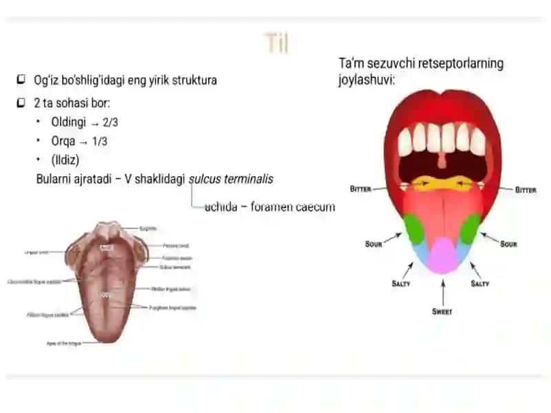 Ta'mbilisha'zosiningmorfo-funktsionaltavsifi 2