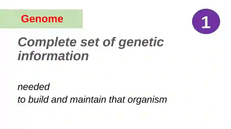GeneticTerms 2