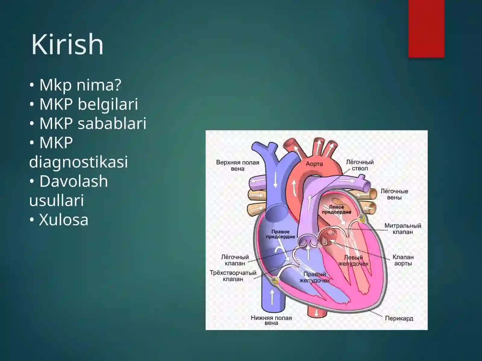 MITRAL KLAPAN PROLAPSI 2