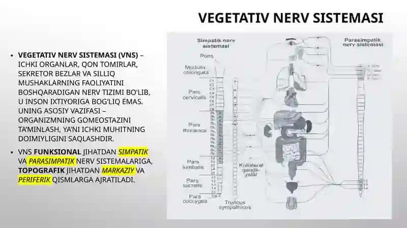 Vegetativ asab tizimining anatomiyasi va fiziologiyasi. 2