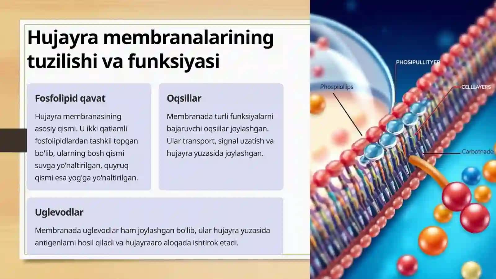 Hujayra Membranasi 2