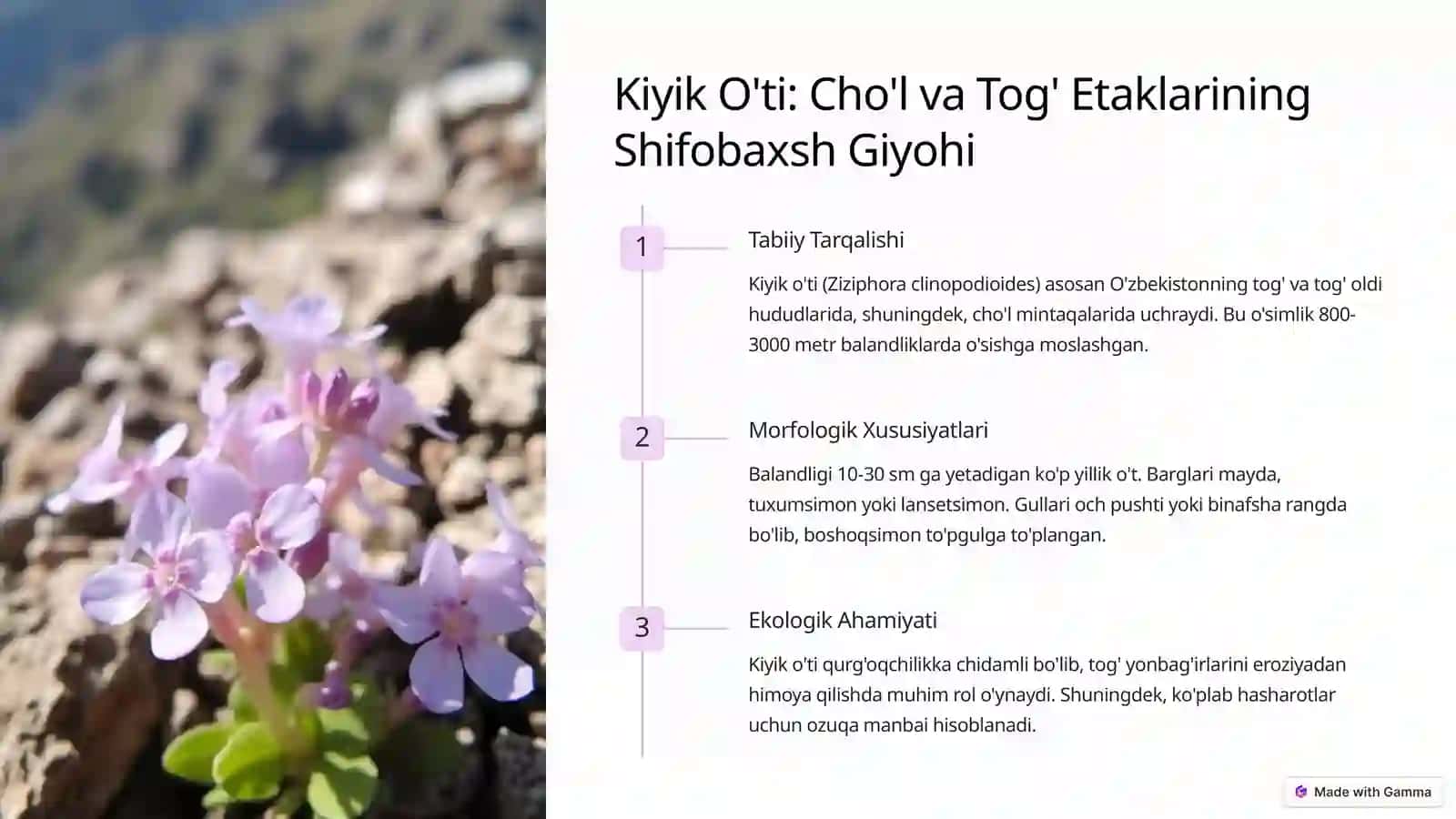 Kiyik O'ti: Cho'l va Tog' Etaklarining Shifobaxsh Giyohi 2