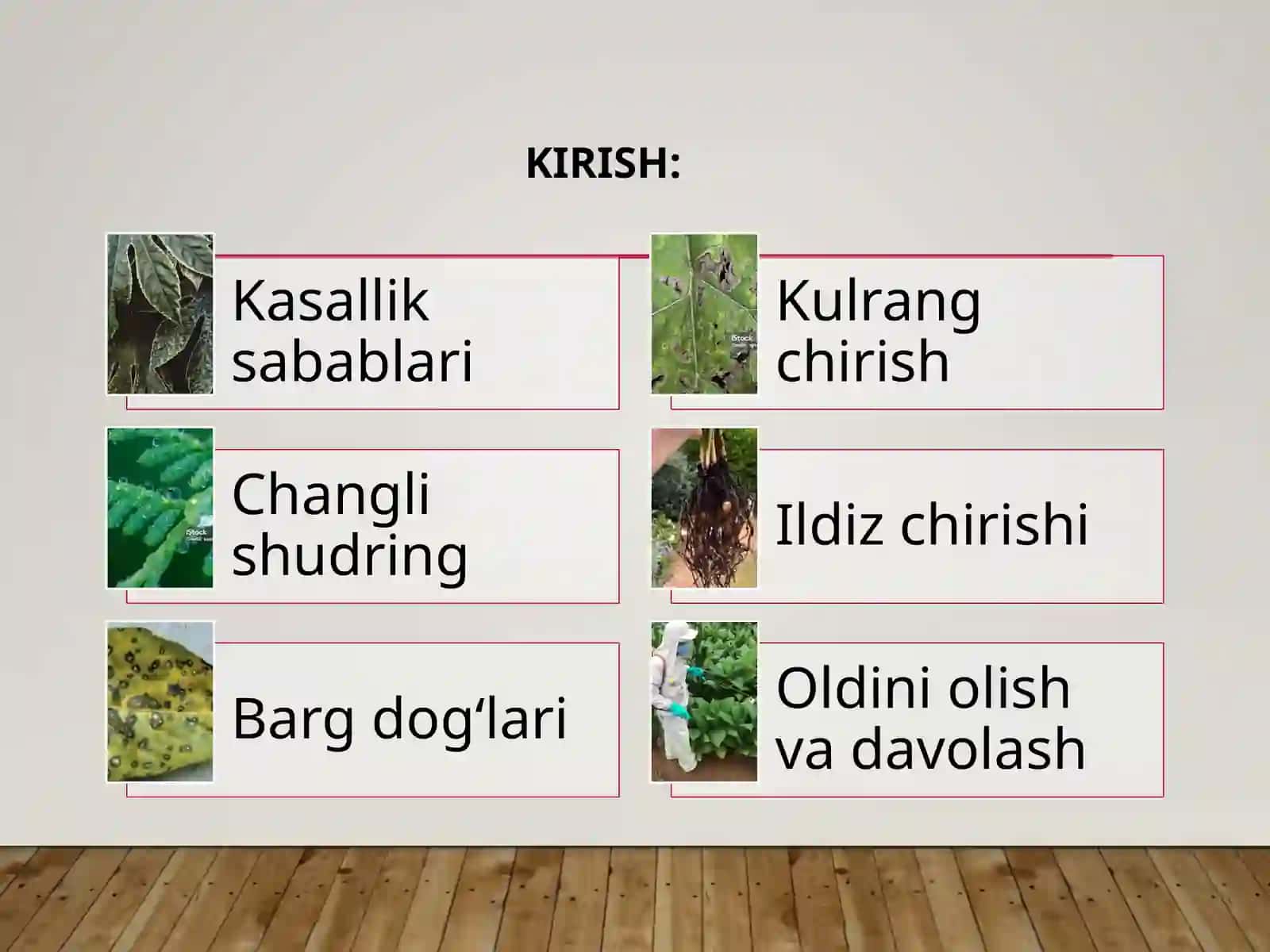 Manzarali o'simliklar kasalliklari 2