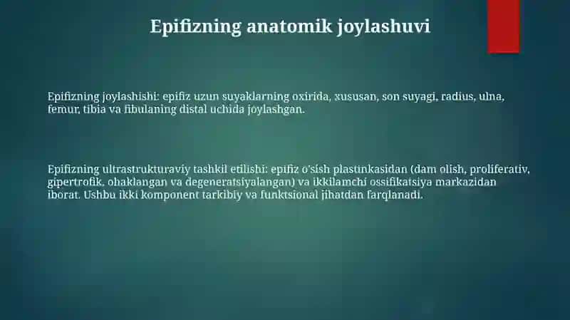Epifizning Ultrastrukturaviy Tashkil Etilishi Va Funksiyalari 2