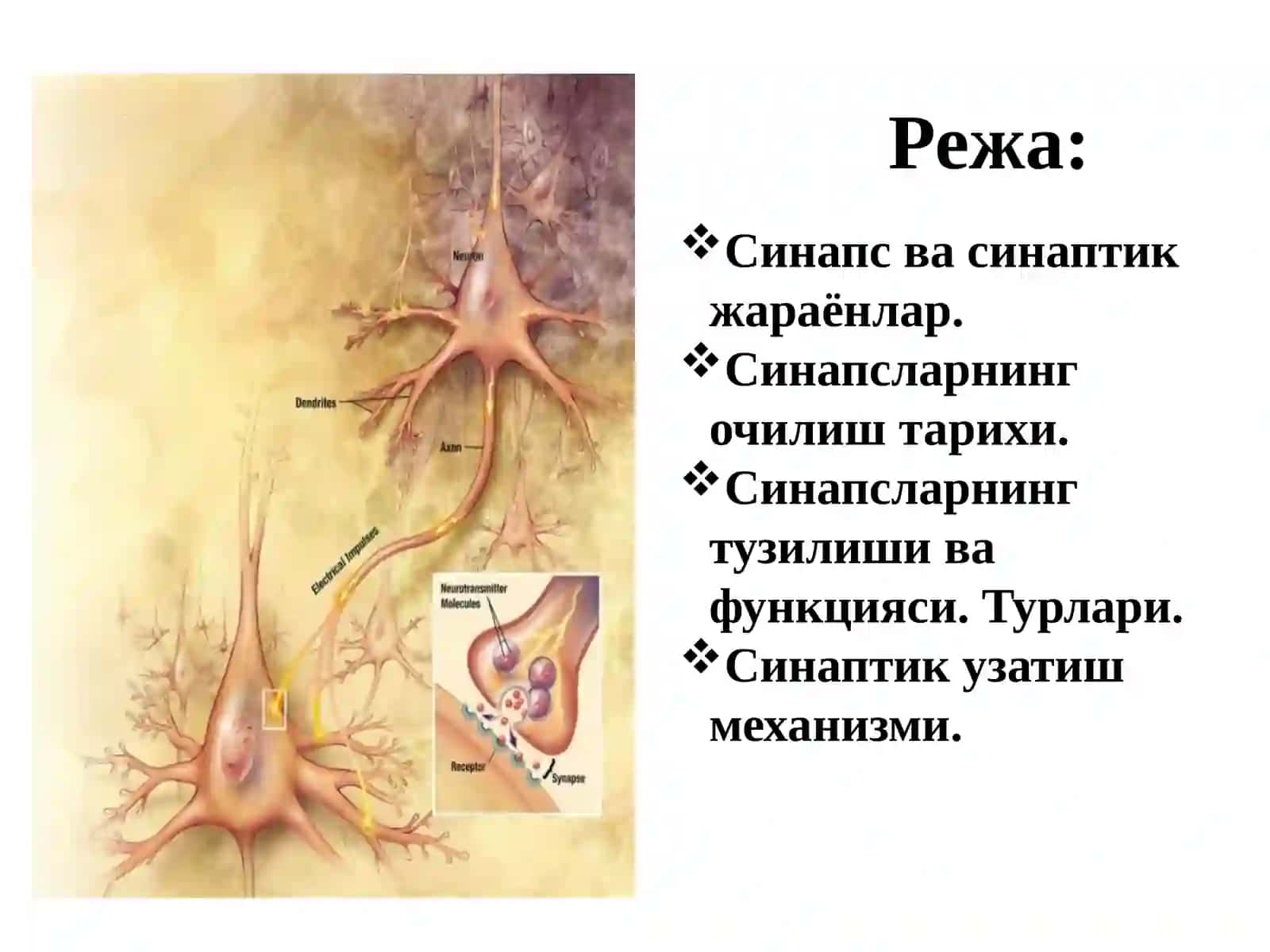 Синапс ва синаптик жараёнлар 2