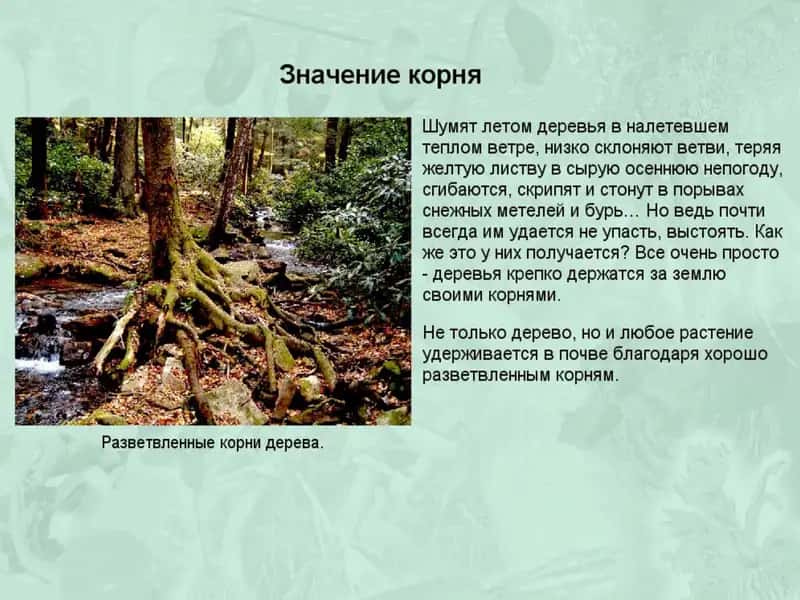 Корни и корневые системы 2