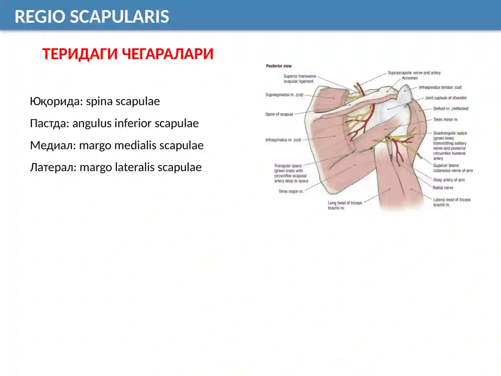 REGIO SCAPULARIS 2