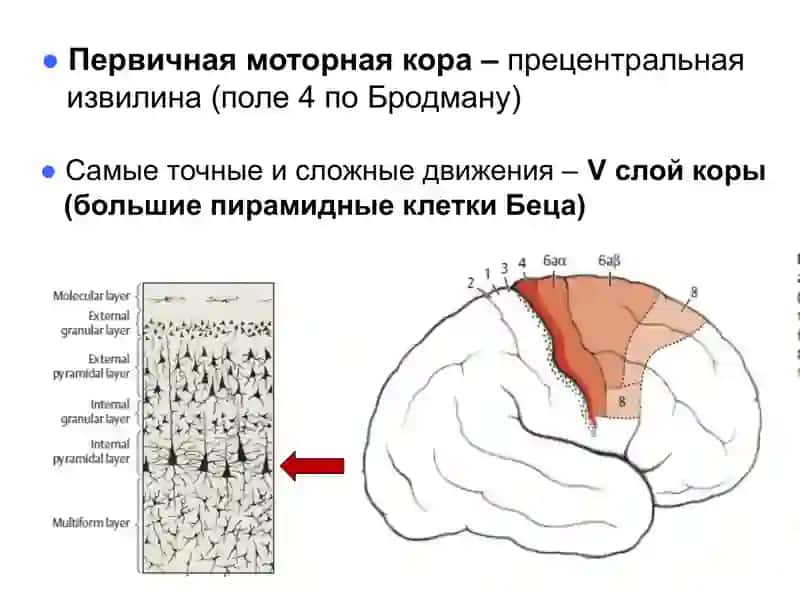 Двигательная система 2