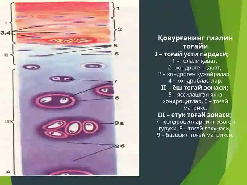 Гиалинтоғайи 2