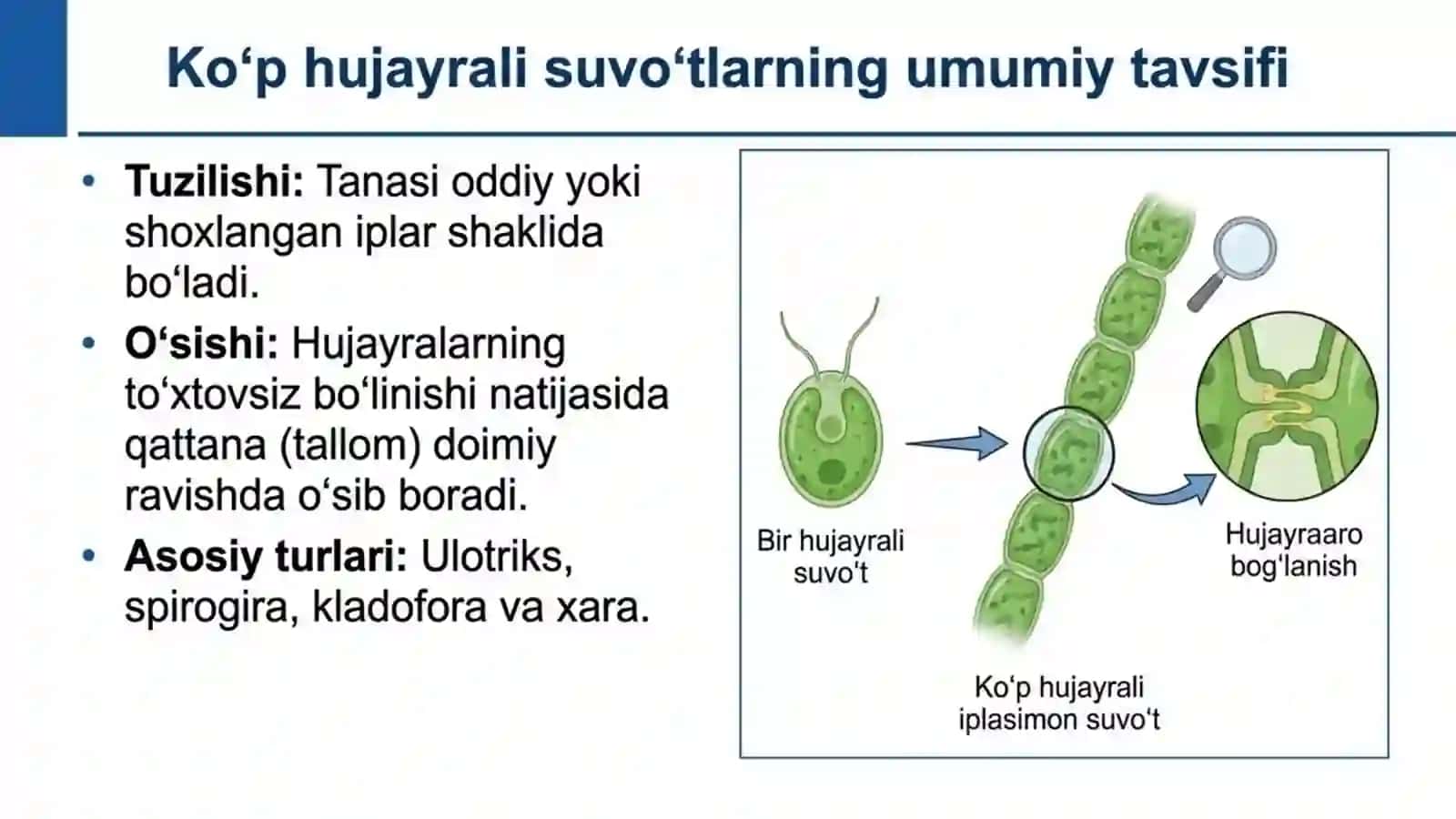 Ko'p hujayrali yashil suvo'tlar 2