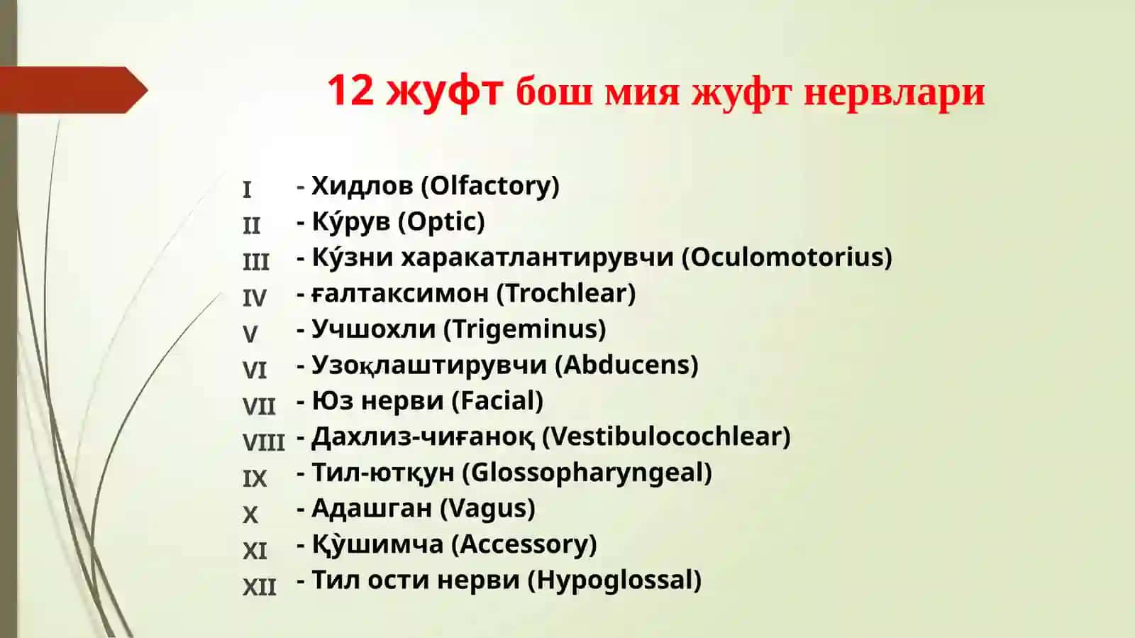 Бош мия жуфт нервлари клиник анатомияси ва зарарланиш синдромлари 2