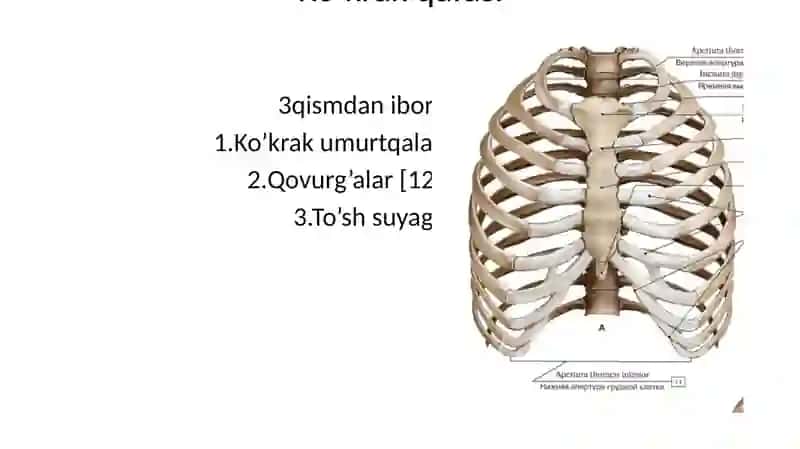 Qovurg‘alar 2