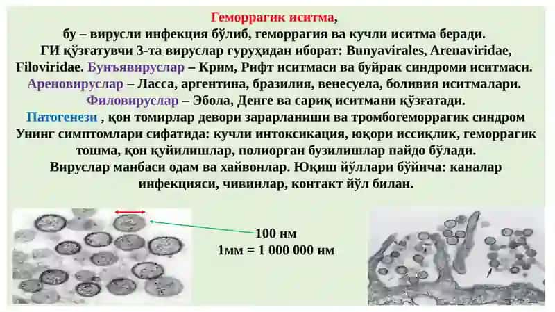Геморрагик иситма 2