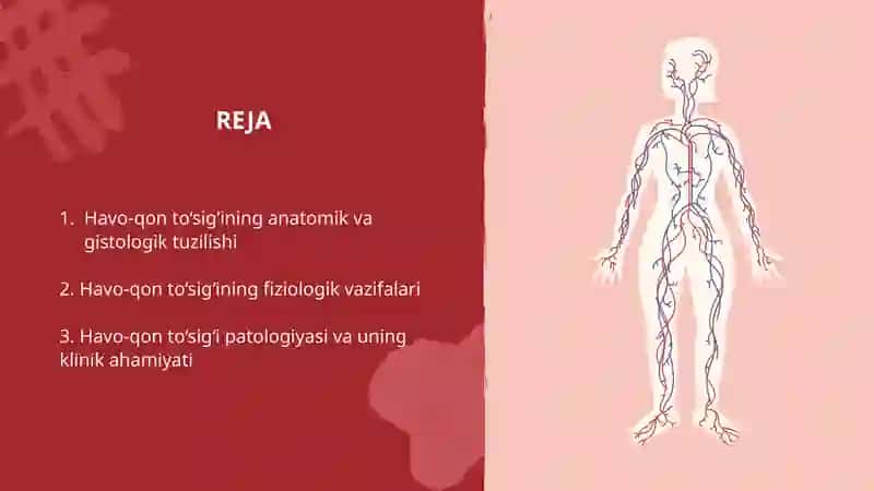 Havo-qonto‘sig‘i anatomik, gistologik tuzilishi 2