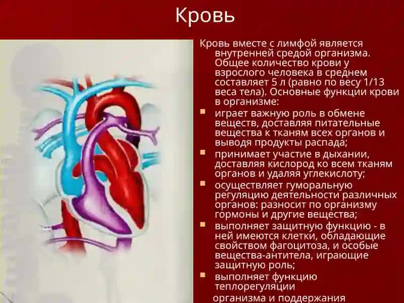 Кровеносная система 2