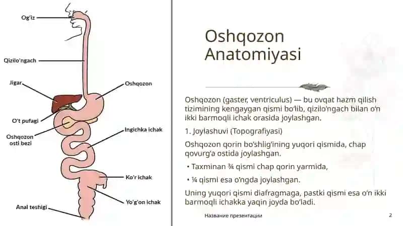 OshqozonAnatomiyasi 2