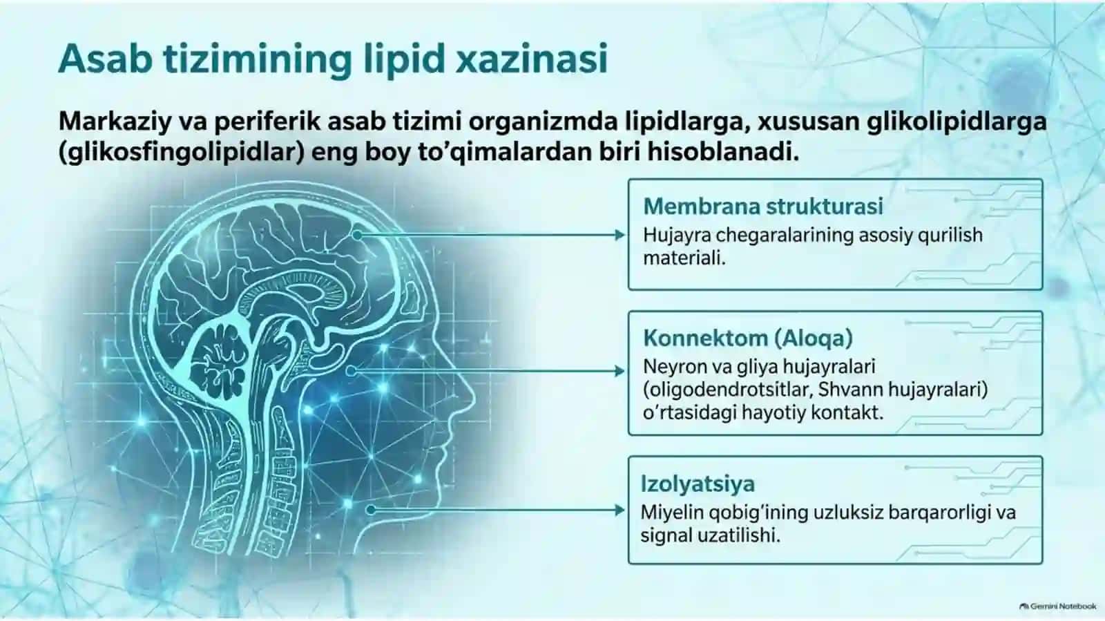 Nerv to‘qimasining asosiy glikolipidlari — 15 slayd 2