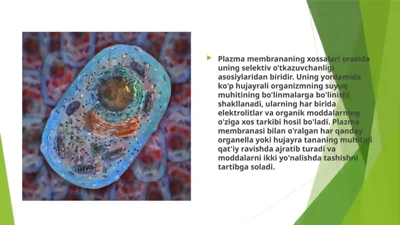 Plazmomembrana transport mekhanizmi 2